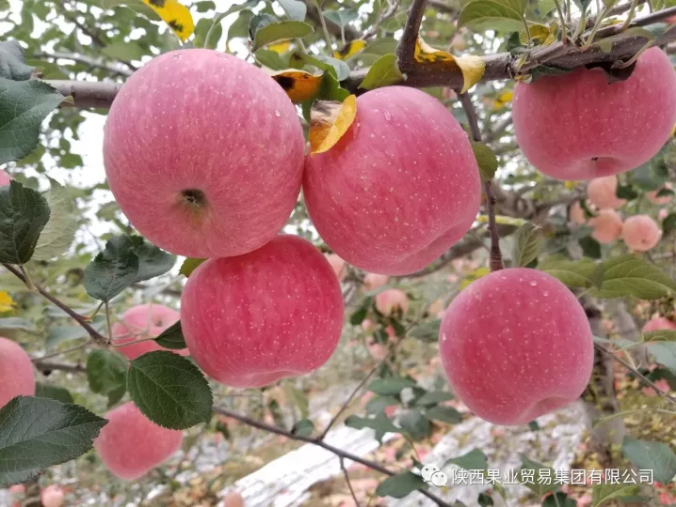 031591168252146334.png QQ浏览器截图20200603150646.png