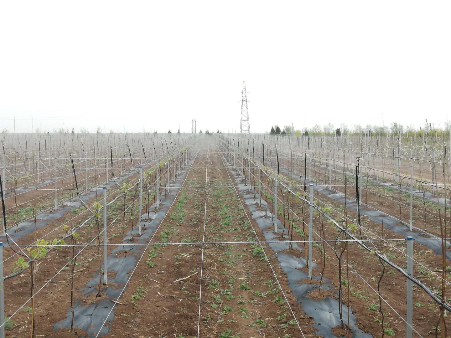 231592893793426453.jpeg 231592893793426453.jpeg