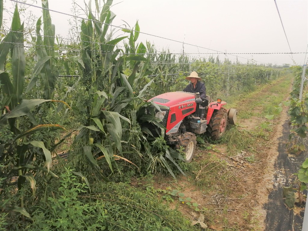 191597801217788939.jpeg 秸秆还田2.jpg