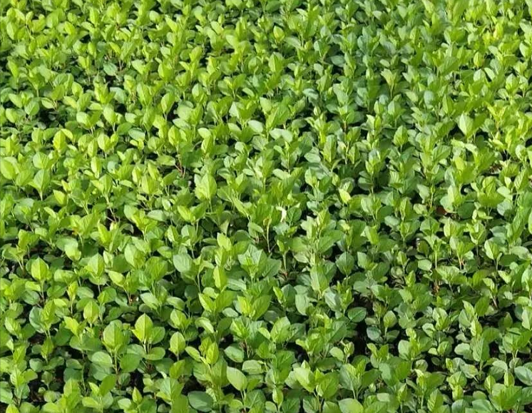 251611537165704757.png 251611537165704757.png