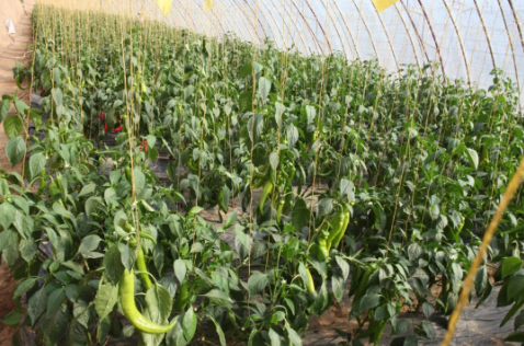 081615166584540637.png 5.png