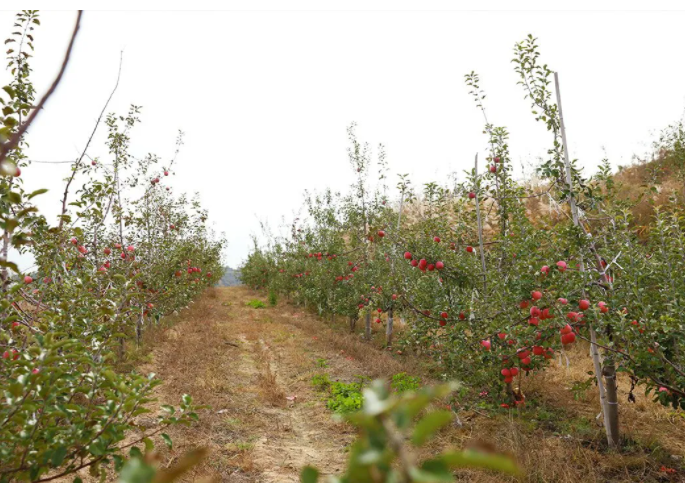 051636074809677426.png 微信图片_20211105091227.png