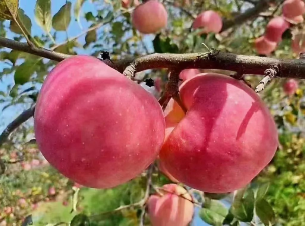 011667289809249764.png 微信图片_20221101161413.png