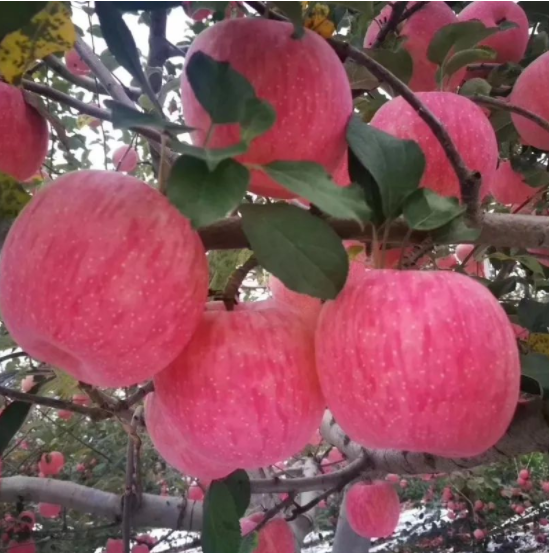 011667289832473712.png 微信图片_20221101161507.png