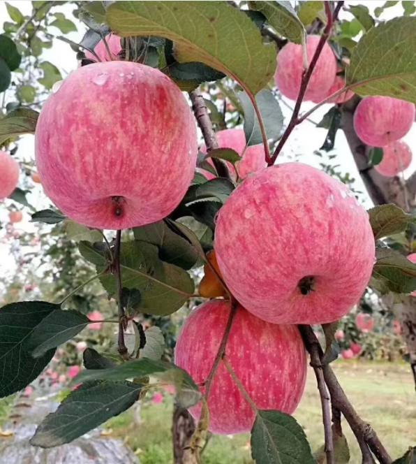 011667289841900928.png 微信图片_20221101161523.png