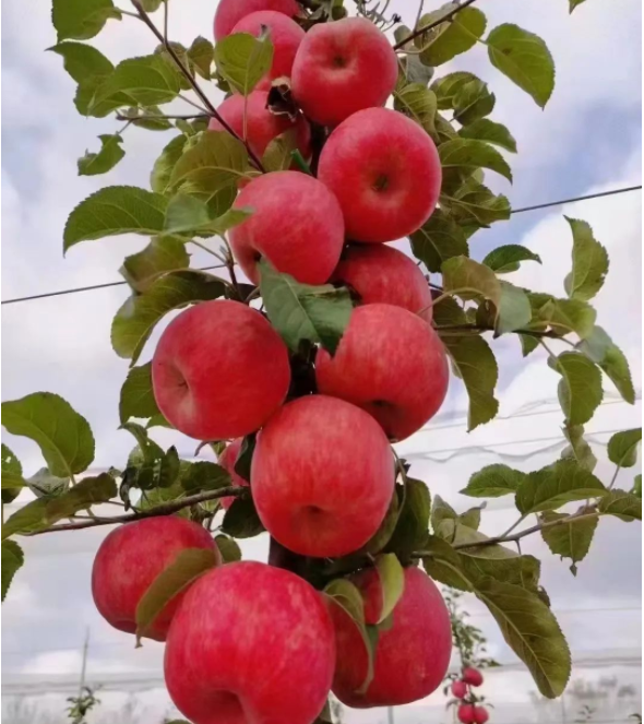 011667289848680726.png 微信图片_20221101161702.png