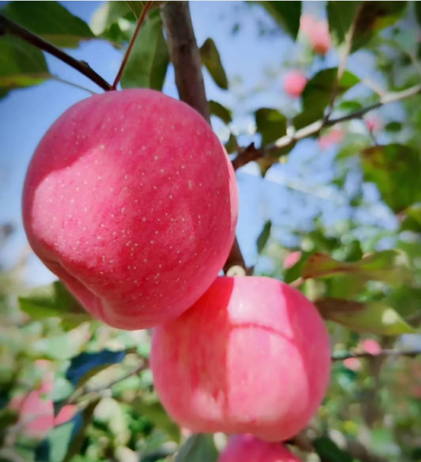 011667289855642089.png 微信图片_20221101161720.png