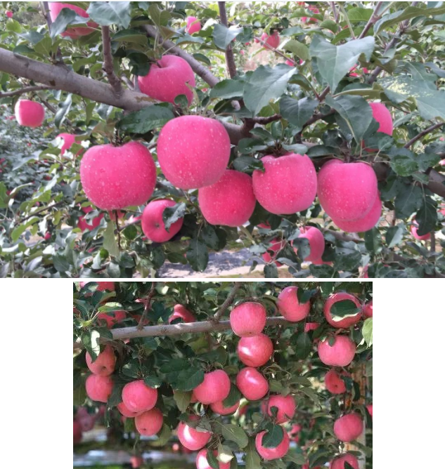 011667290777473931.png 微信图片_20221101163128.png