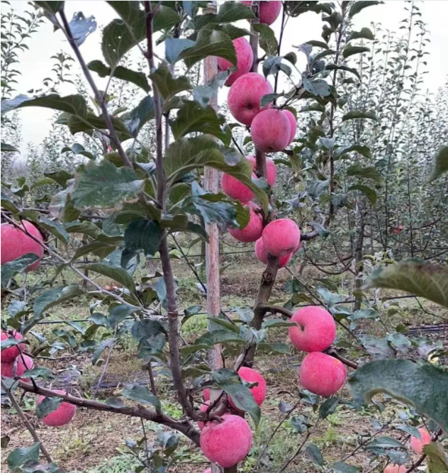 011667290800542767.png 微信图片_20221101163203.png