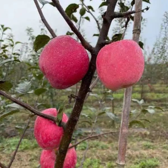 011667290825118079.png 微信图片_20221101163239.png