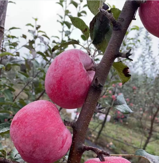 011667290835602907.png 微信图片_20221101163300.png