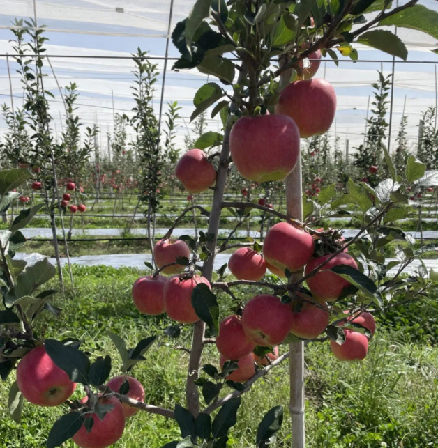 011667290843346706.png 微信图片_20221101163316.png